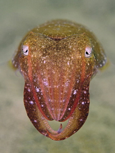 Mourning Cuttle, Chowder Bay by Doug Anderson 